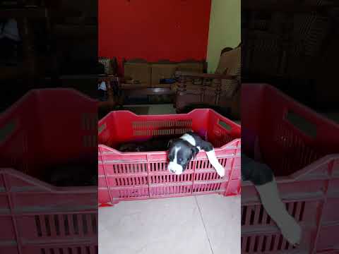 how your dog bark ?? #shorts #doglover #dog #puppies #dark #dannyartvlogs