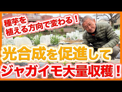 園芸 ほくろ、ジャガイモ、漂白剤に関する 3 つのヒント