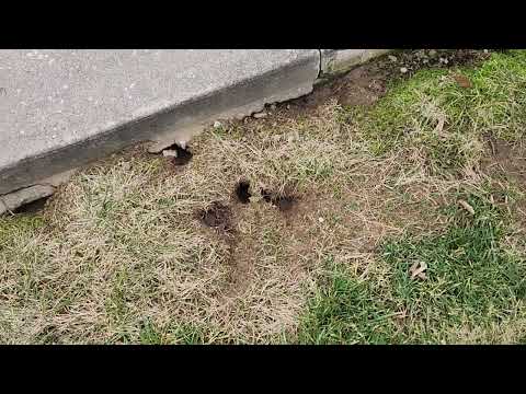 Lots of Rat Burrows Around the Home in Lawrence Township, NJ