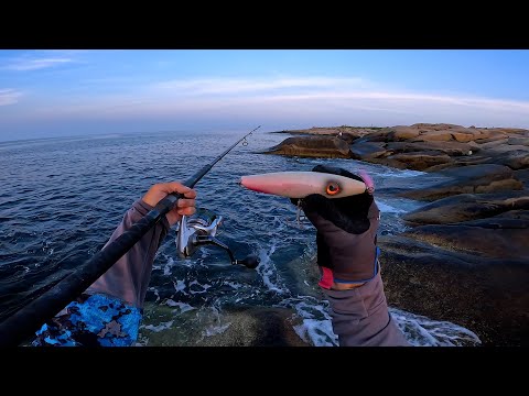 On The Rocks In Rock Port - Surf Fishing and Exploring NEW WATERS!