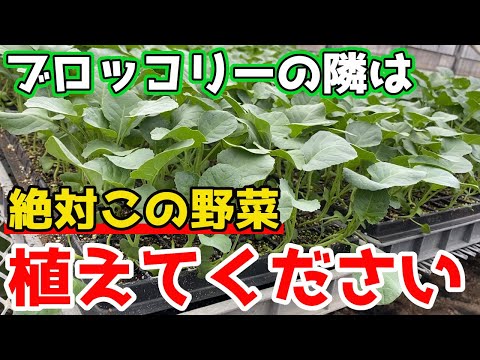コールラビの植え付けと手入れ 庭の練習