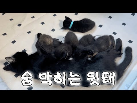 엄마고양이가 누우면 아기고양이도 누워요