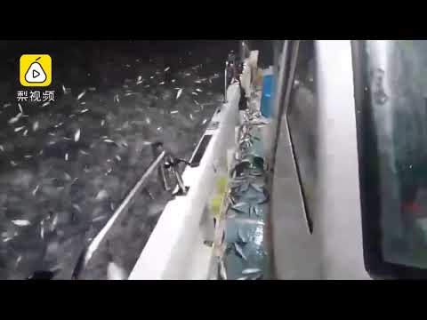Just like water boiling! Thousands of fish leap out of water at the same time in Jilong, Taiwan.