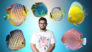 Visit Discus Gallery in Greater Kailash New Delhi || Discus Magic || best Discus Fish stock