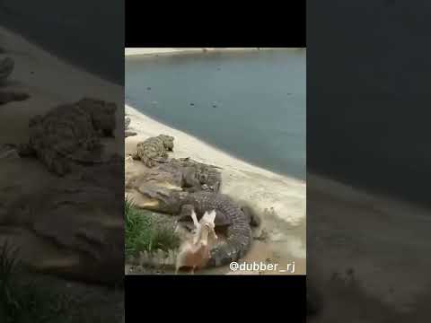 झुमका मिला क्या? 🤔🤣😅😜 | Animal funny dubbing | dubbing video | funny animals #short