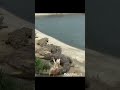झुमका मिला क्या Animal Funny Dubbing Dubbing Video Funny Animals Short