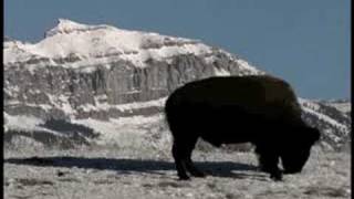 Jackson Hole, Wyoming & Grand Teton National Park Wildlife