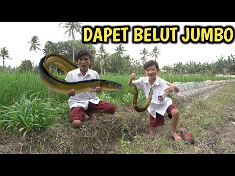 BERBURU BELUT JUMBO DI PINGGIR SAWAH BARENG OKEM