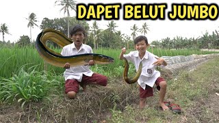 Download lagu BERBURU BELUT JUMBO DI PINGGIR SAWAH BARENG OKEM mp3