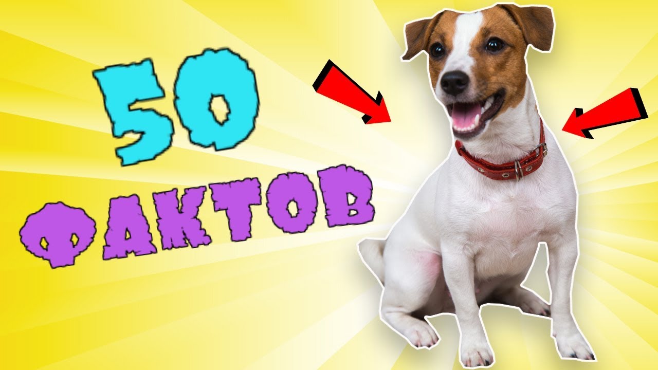 YouTube video preview