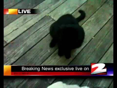 Breaking news! Black Cat
