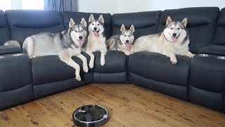 ROBOT VACUUM CLEANER VS 4 SIBERIAN HUSKIES | THE BEST ROBOTIC VACUUM CLEANER FOR HUSKY FUR ?