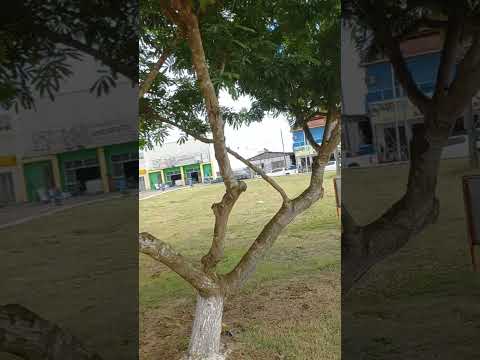 SÃO MIGUEL DO GUAPORÉ RONDÔNIA.