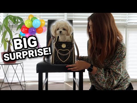 WE HAVE A BIG SURPRISE FOR MY PUPPY!