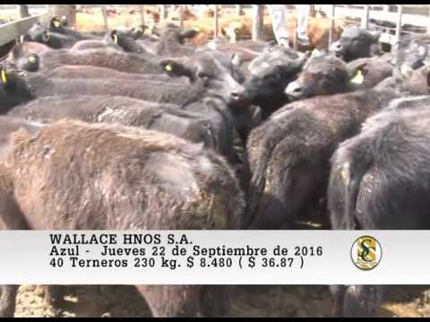 22-09-16 Venta de Machos - Wallace Hnos S.A. - Azul.