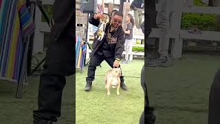 Armani took first place 🥇 “Best Merle” 🐄