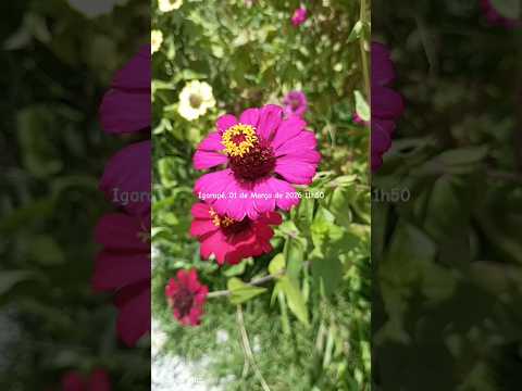 🌸 FLORES LINDAS • CONEXÃO COM A NATUREZA 🍃 #estilodevida #flores #minasgerais #shortsvideo #igarapé