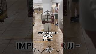 COLEIRO IMPERADOR