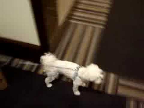 The Strongest Maltese in the World