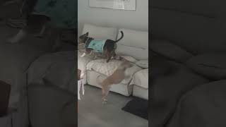 Video preview image #1 Rattle Puppy For Sale in Arcadia, FL, USA