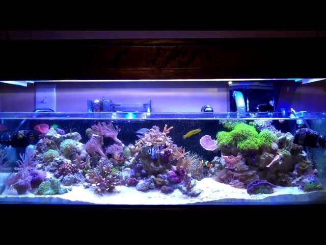 Feeding my reef tank 20 gallon long tank