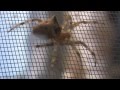 A Really Fucking Big Super Pregnant Spider Women