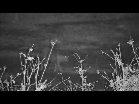 Djuma: Leopard-Tingana male quietly walks in - 20:17 - 09/29/19