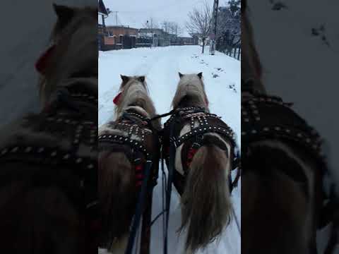 Poneii lui Danut de la Bratca