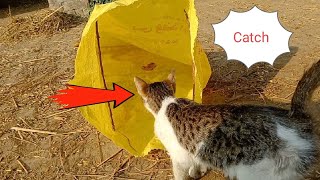 How to catch a Cat 😸 Comedy video|Cat trap|Cat Funny video|#cat #1 on trending #trending #funnycats