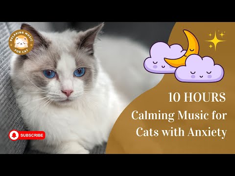 Calming Music for Cats with Anxiety No Ads 10 Hours 🎵 Relaxing Music For Cat