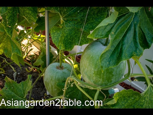 Video Uitspraak van winter melon in Engels