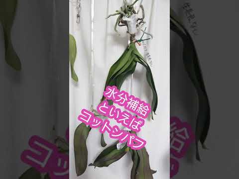 氷を使って蘭に水をやる方法は？根が腐らないようにするためのヒントをご覧ください。  庭園