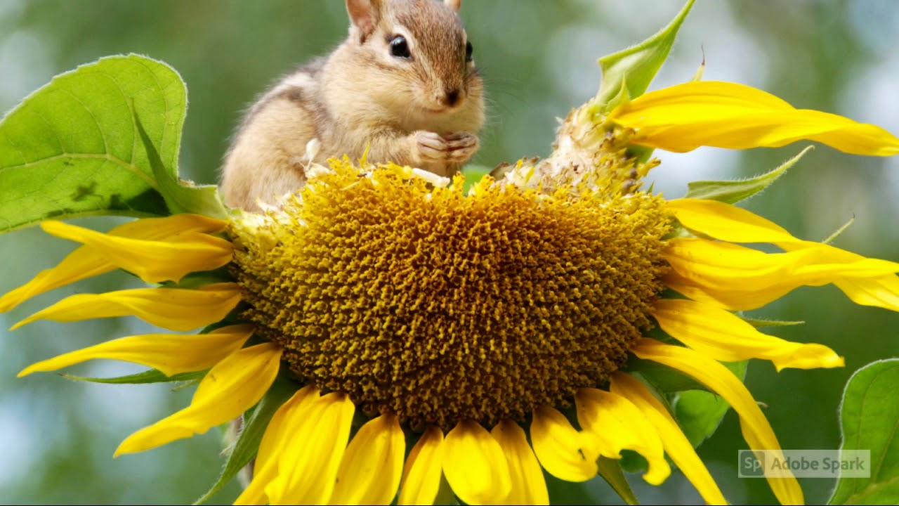 L'inquinamento ambientale