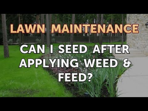 Can I Seed After Applying Weed & Feed?