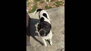 Video preview image #1 Mutt Puppy For Sale in Holly Springs, NC, USA