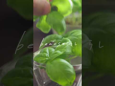 庭にスイバを植える方法は？ – この葉の多い植物の種まき、成長、収穫に関する役立つヒント  庭園