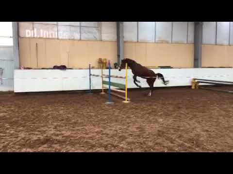 Trakehner stallion Silber stern by Prince Patmos x Abdullah x Almox Prints - 16.03.2018