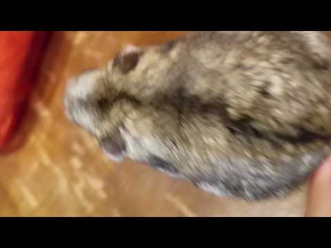 download lagu mp3 mp4 Camilla Cage, download lagu Camilla Cage gratis, unduh video klip Camilla Cage