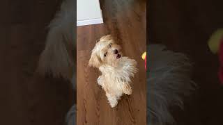 Schnauzer Puppies Videos