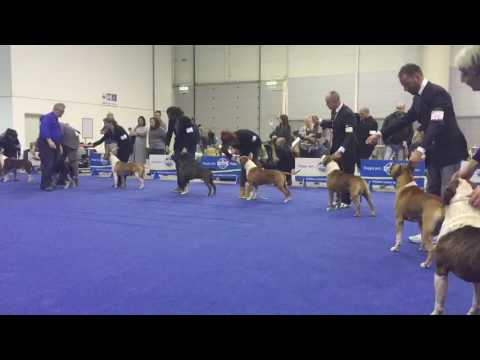 Ch.Italiano O Sole Mio of Bazo-Town " Johnny "