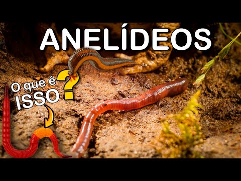 Segmented Worms: What Do Leeches, Earthworms, and Marine Worms Have in Common?