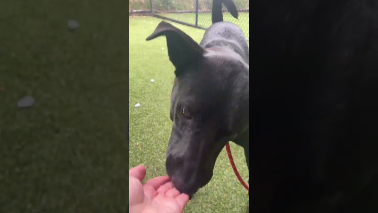 Zackie, a Adoptable Mixed Breed in Asheville, NC video 6/6