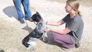 Video preview image #1 German Shepherd Dog-German Shorthaired Pointer Mix Puppy For Sale in Bandera, TX, USA