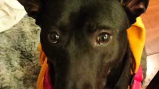 KT's First Live: The Moment Lil Pepper Went Viral