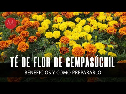 Benefits of marigold flower tea and how to prepare it at home