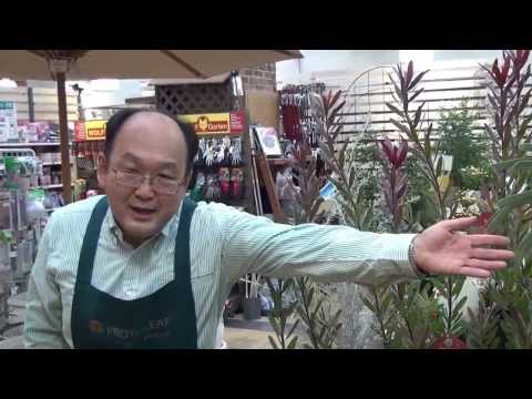 フォラデンドロンについて詳しく解説