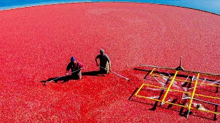 How Ocean Spray Harvests Millions Of Cranberries Every Thanksgiving | Delish