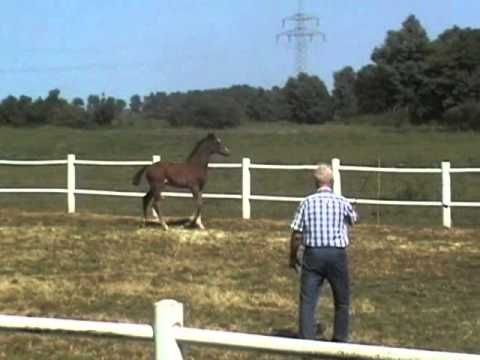 Holsteiner Hengstfohlen (*25.05.2013) von Connor a.d Undulla v. Ladas - Painter´s Row xx