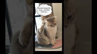 Download lagu nasib jadi jomblo #shortvideo #cat mp3