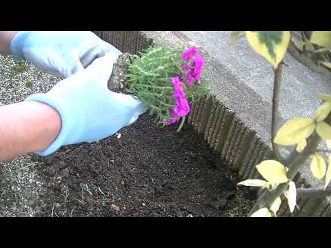 牡丹を鉢に植えて開花させるにはどうすればよいですか？  庭園